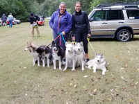 Huskies at the car show Oct.  2018